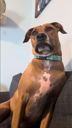 Powerful Duo: The Ultimate Boxer Pit Mix #fyp #pittbullboxermix #boxerpitmix