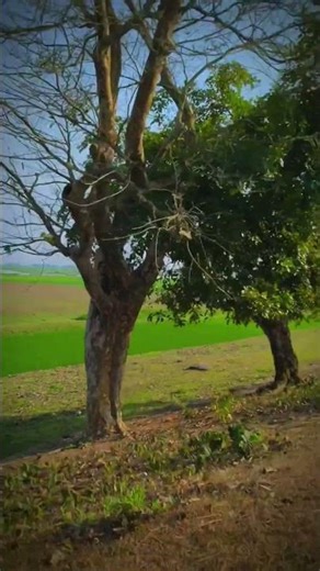 #আলহামদুলিল্লাহ #শুকরিয়া #আল্লাহ #alhamdulillah #shukria #allah #dailylife #waz #advise #upodesh