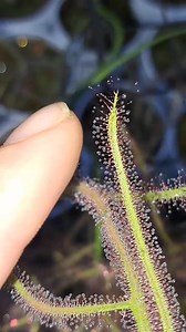 1.2K views | Drosera use sticky dew to trap and digest insects on its leaves!! #carnivorousplant #tropicalplants #venusflytrap #flytrap #nepenthes #drosera #sundew #cephalotus #sarracenialeucophylla | Carnivorous Plants | Facebook