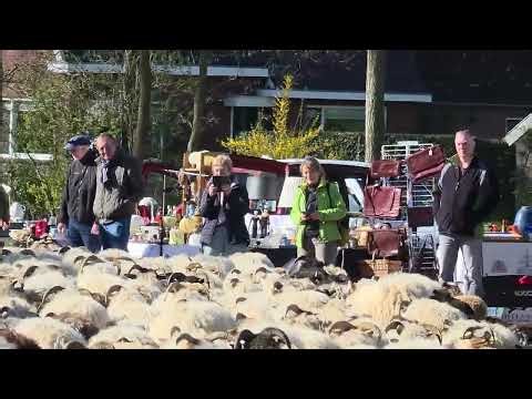 Samsung Galaxy S26 Ultra: videotest met schapen