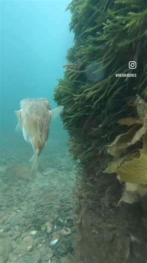 Australia has some of the best pier dives around, perfect for beginners and seasoned divers alike. On Victoria’s Mornington Peninsula, piers like Blairgowrie, Rye, and Flinders are home to incredible marine life — from weedy seadragons and playful octopus to schools of reef fish and even the occasional stingray cruising by. @ocean_pro @enthdegreeinternational @regbuddies | AUP Keep Exploring