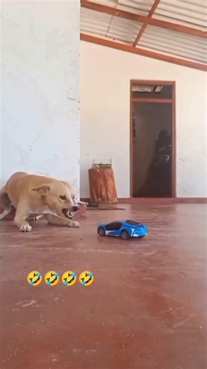 prank with dog 🤣 | dost ne Dhoka de Diya 🤣 #dog #funnydogs #dogshorts #dogmemes