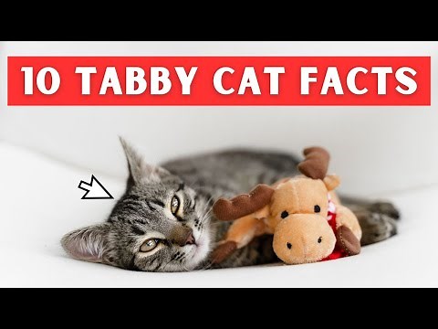 What Makes Tabby Cats Special? Find Out Now!