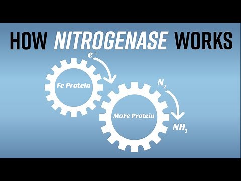 Biological Nitrogen Fixation: How Nitrogenase Works!
