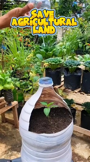 :Grow Chili Peppers in Pots Using Recycled Bottles#shots #chili #plant