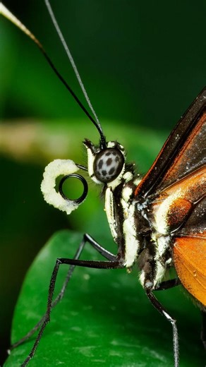 Unglaubliche Details! Schmetterlinge im Palmengarten