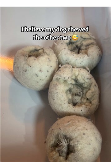 I’ve been using dryer balls for years and love them! @FEBUcleanliving #wooldryerballs #dryerballs #laundryhack #reducewrinkles #laundrytips