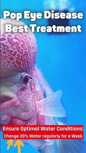 Best and Easy PopEye Disease Treatment for any Fish Type - Flowerhorn Fish | Oscar Fish