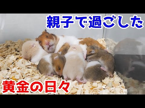 ゴールデンハムスター赤ちゃんの成長記録～生後1日から31日まで～