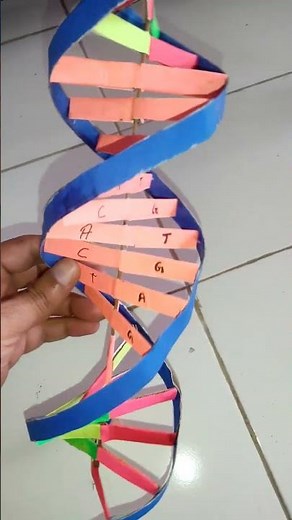 DNA Structure Model / DNA Model #dna #dnamodel #3dmodel #diy #howto