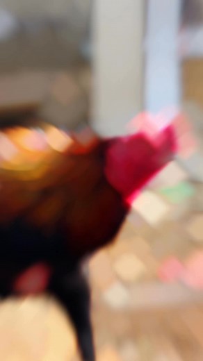 Mikel #Jakson #pakhoydrumband Grupwa https://chat.whatsapp.com/I6affudWHUxHcXI6leW4ic | Konoha'Farm