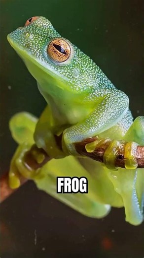 Animals So Transparent They Look Fake