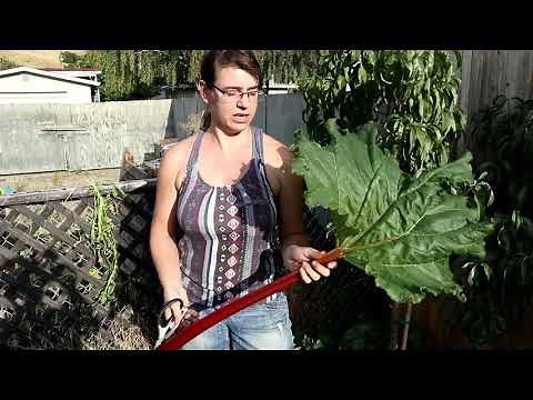 HOW TO PICK RHUBARB: QUICK TIPS