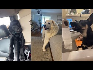 Does anyone else have a dog like this 😂