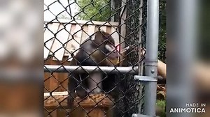Today, we are mourning the death of N’doki, our very special Mandrill who passed away this morning with his beloved keepers close by. N’doki came to live at the Magnetic Hill zoo over 11 years ago and was one month shy of his 22nd birthday. He will be remembered as an incredibly smart and inquisitive animal who always let us know who and what were his favorites. Despite his great size and strength, with patience, those special to him were able to see his extremely gentle and soft side. He was gr