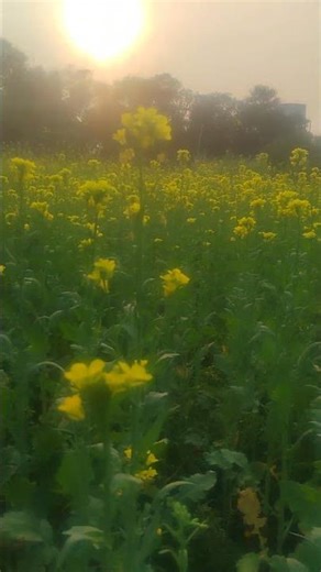 Apna Bana Le 💗 (from "bhediya") #song #arijitsingh #shortvideo #