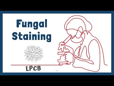 Lactophenol Cotton Blue Staining