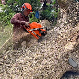 Cutdown tree in the rain | Iswoko