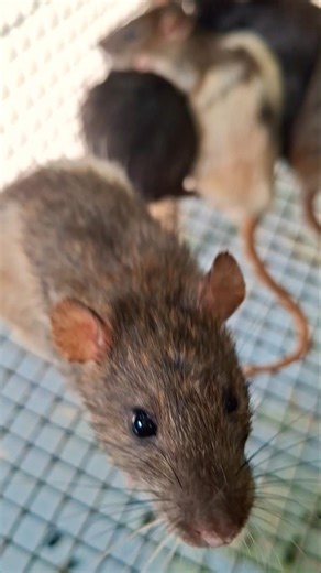Best mouse toy at home // easy mouse toy diy #mousetoys #petmouse