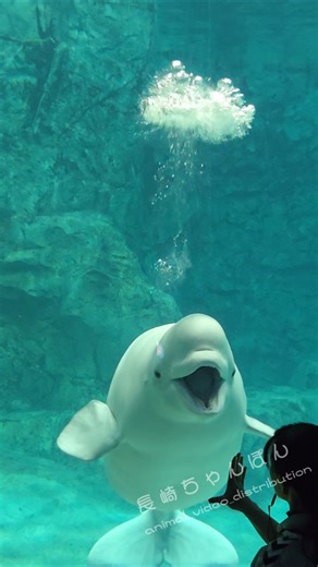 何度見ても可愛いベルーガのナナちゃん#ベルーガ #名古屋港水族館