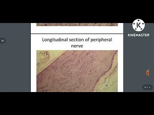 peripheral nerve | histo slide