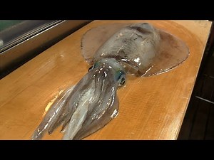 アオリイカを捌く～イカワタ焼きと握り寿司の作り方～How to fillet a oval squid and make Grilled Squid Guts.