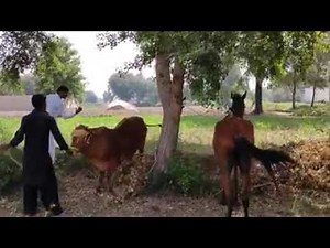 Horse Mating Cow ! Horse Mating Video ! Animal Mating Video