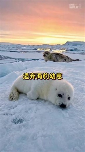 这只小髯海豹被母海豹遗弃了，从此再也见不到母亲