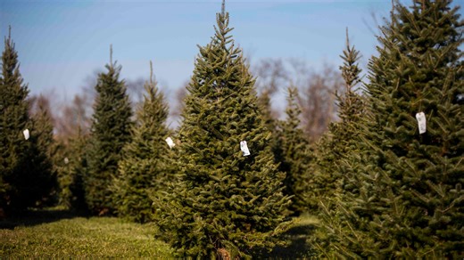 Christmas tree farms in Greater Cincinnati: 13 places to cut your own tree