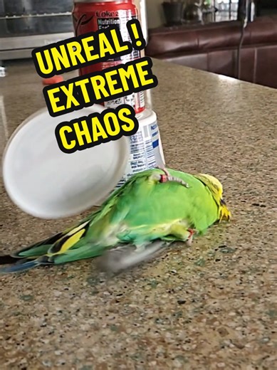 Case File Nb.402: The Mysterious Ricotta Lid. Suspect is green, yellow, and currently upside down. #viral #viralvideo #fyp #fypviral #hilarious