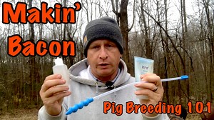 21K views · 232 reactions | How to Successfully Breed Pastured Pigs. Artificial insemination explained. Today we are talking about how we breed our pastured pigs using artificial insemination. We are going to go over some of the terminology, show all the equipment, discuss how to determine if a pig is in heat and show the full process of breeding a pastured pig from start to finish. | Sheraton Park Farms | Facebook