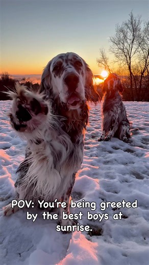 Start Your Day with an English Setter Puppy