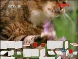 《自然传奇》 20110917 2011·动物探秘 揭秘动物行为（三）