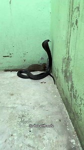 King cobra 🐍 with nevla eating video "Dengerous" #wildlife #snack #nevlafightkingcobra #kingcobra #snacktime #animallover #shortsvideos #fbviralreels #fbreels23 #snackvideo #snacks #cat #catlover | snakes with nevla