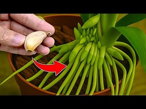 Just place under the orchid pot! Immediately 100 roots will appear and bloom all year round