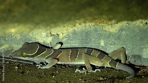 Spotted Malayan Banded Gecko (Cyrtodactylus pulchellus)Hiding under Rock. Jungle Safari in Rainforest of Malaysia. Nocturnal Wild Animals