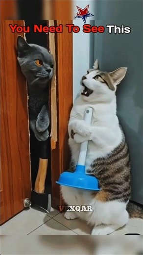 This Cat Did The Funniest Thing 🐱#shorts #viral #funnycat #catmemes #treand # fyp #funnycat🔥