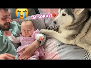 Husky Accidentally Hit Baby But Says Sorry!😭.