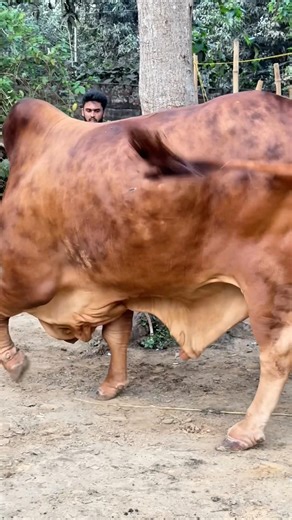 Massive RCC × Sahiwal bull 🐂 Heavy dewlap, unstoppable power || Biggest Bull 2026