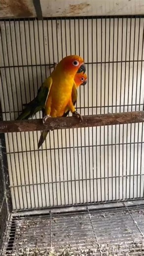 Mashallah Beautiful Sun Conure Breeder Pairs – Stunning Colorful Parrots for Sale & Breeding #parrot