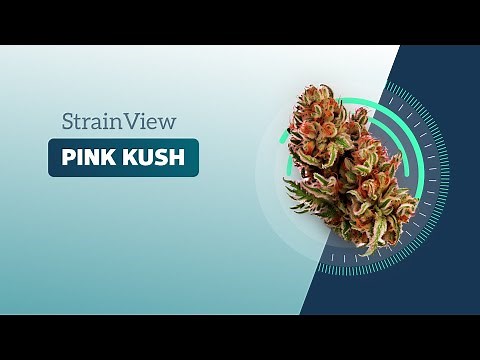 Pink Kush - Strainview