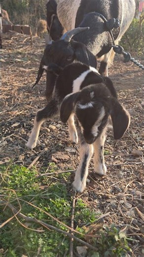 A little angel came to my house #trending #short #shortsfeed #shortvideo #shortsdance #viralvideo