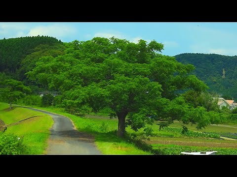 【夏 霧島市の風景35分】寝る前・眠れない夜に見る動画【田舎の風景・ｂｇｍ】