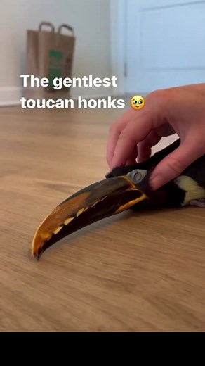 Morning Routine with Exotic Pet Toucan | Happy Honking and Flying