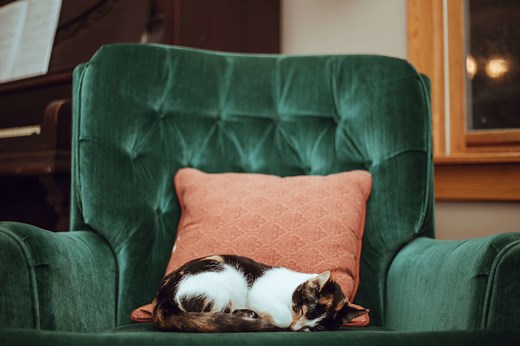 Cats and Sleep - Behaviour Help & Advice | Cats Protection