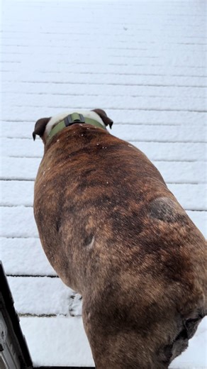 English Bulldog Enjoys Rare Snow Day