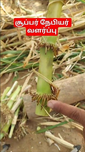 🔥Super Napier from Planting to Harvesting!🐮 #farming #napier #grass #cow #feed