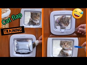 How To Teach Your Cat To Use A Cat Flap ! 😸 #Catflap