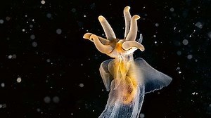 Watch Planet Earth III Season 1 Episode 1 - Coasts