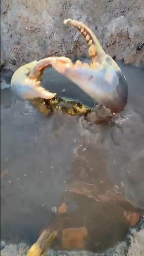 World’s Biggest Mud Crab Caught In Australia! 🦀😨#shorts